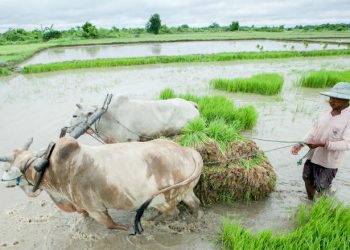 Myanmar-Philippines coordination in the agricultural sector