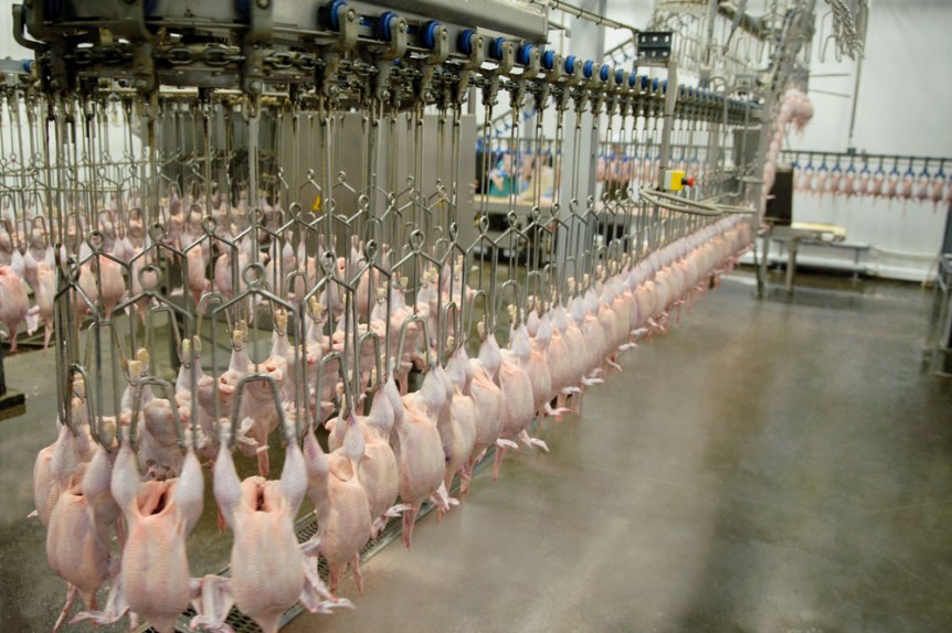 Poultry Processing Industry receives investors' interest