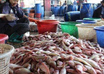 EU Gives Myanmar the Green Light for Fish Exports in May