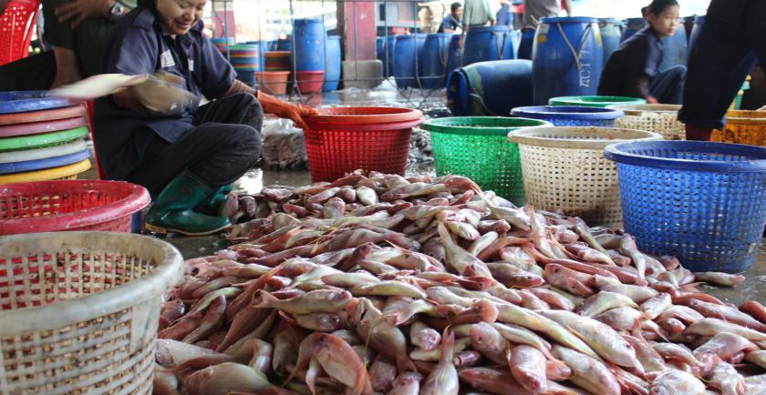 EU Gives Myanmar the Green Light for Fish Exports in May