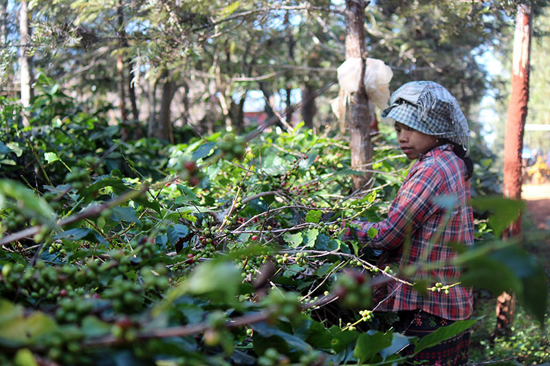 Myanmar's first coffee growers receive GAP certificates