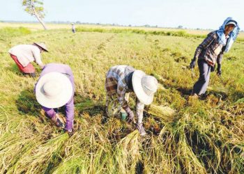 Rural development Loan proposed by Ministry of Agriculture